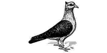 Gimpeltaube