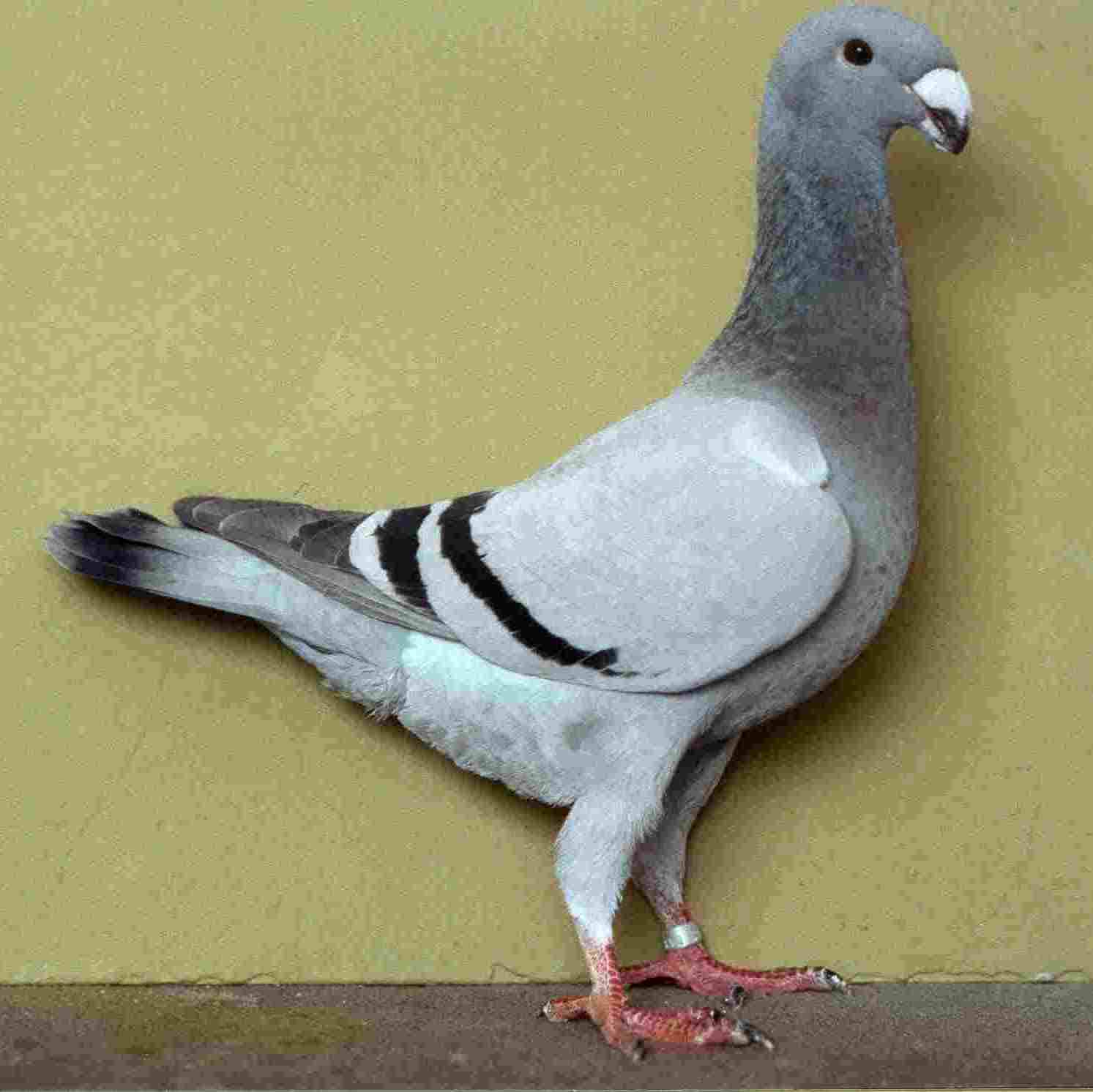 Schautaube